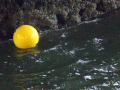 Yellow ball on water