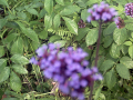 Purple Flower 