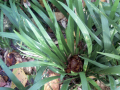 Green Plant 