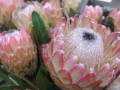 Extreme close up of flower, water droplets are visible