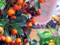 Close up of orange winter berries