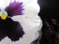 Extreme focus of pansy 