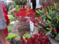 Side shot of red winter flowers, warm feeling.
