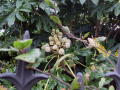 Green leaves around an individual plant	