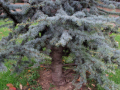 Green tree, with is branches sticking out