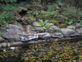 Scenery of pond, with rocks and leaves
