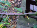 A plant of thorns with green leaves
