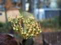 Close up of a yellow and orange plant