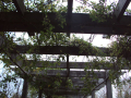 Plants and vines wrapped around wooden hedge