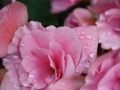 The Flower Shop