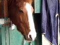 Mudchute Park & Farm