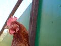 Hackney City Farm 